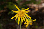 Common Leopardbane